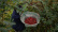 Sichuanpeber, QingXi, 15 g - The Pepper Quest