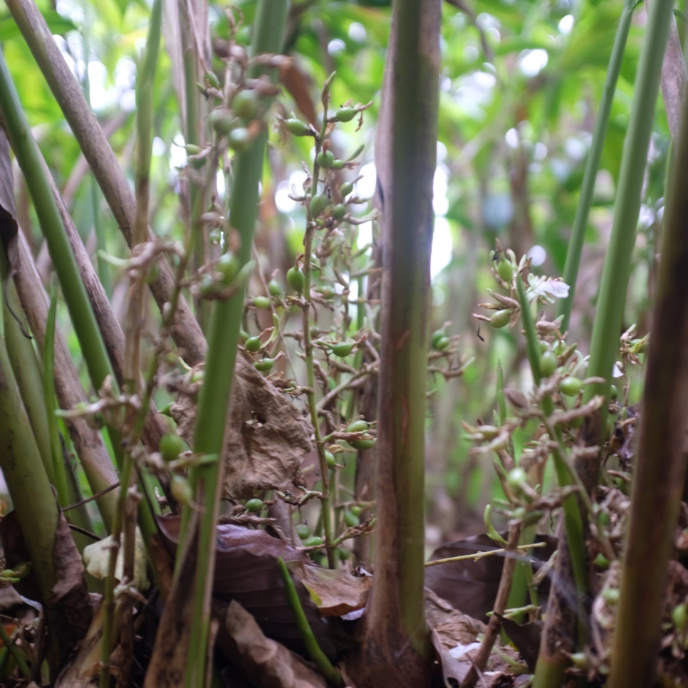 Grøn Kardemomme, Knuckles Mountain, 25 g - The Pepper Quest