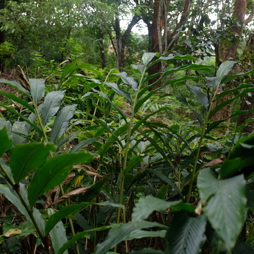 Grøn Kardemomme, Knuckles Mountain, 25 g - The Pepper Quest