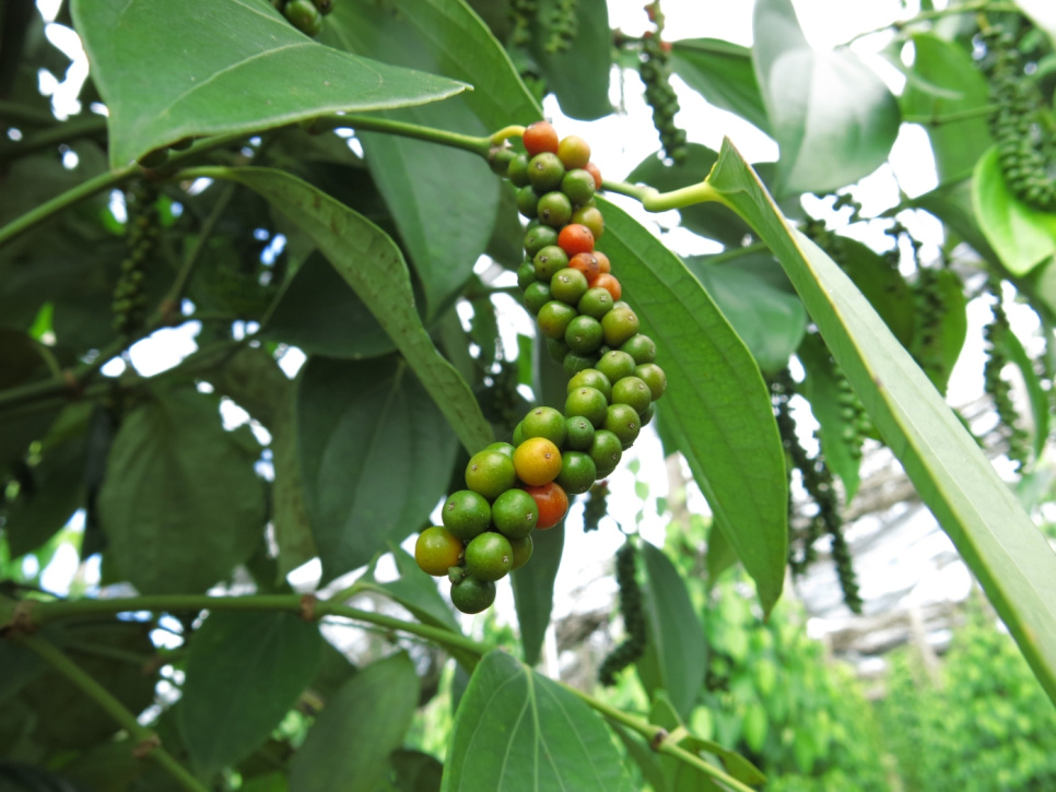 Peber, Sen Høst, Phu Quoc, 40 g - The Pepper Quest