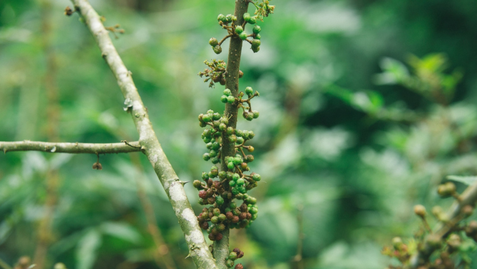 Peber, Andaliman, Batak, 15 g - The Pepper Quest