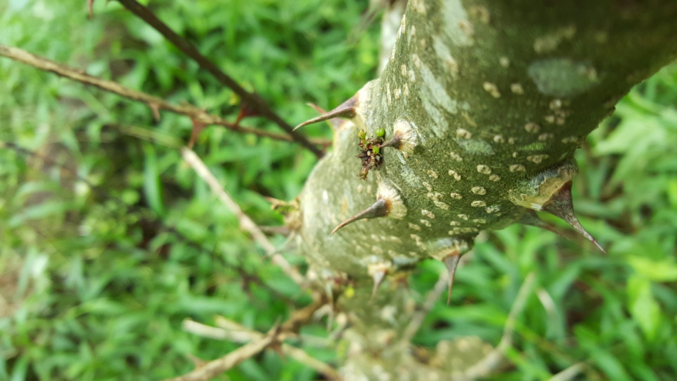 Peber, Andaliman, Batak, 15 g - The Pepper Quest